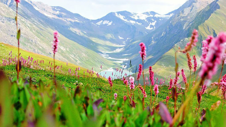 Valley of Flowers-2