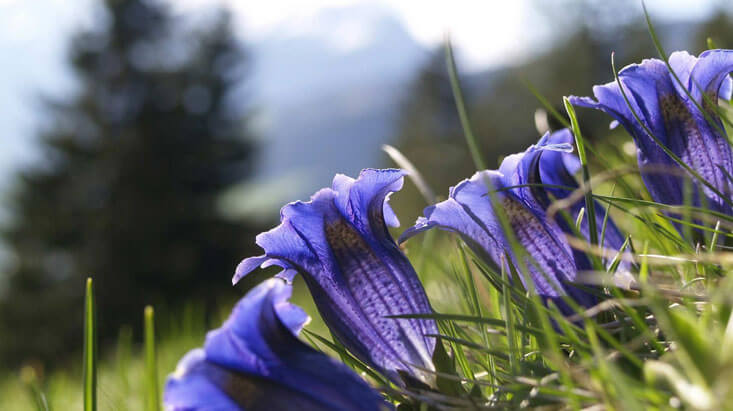 Valley of Flowers-3