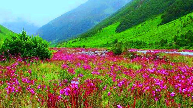 Valley of Flowers