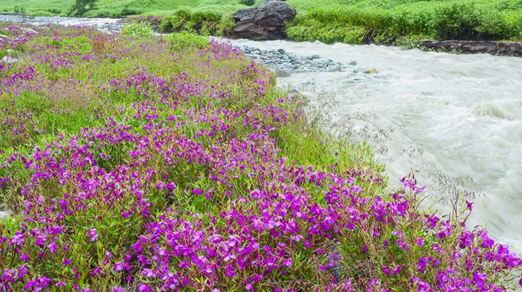 valley of flowers uttarakhand best time to visit