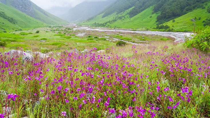 valley of flowers national park