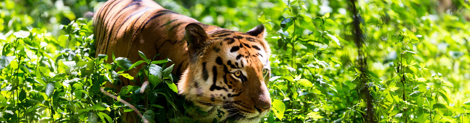 wildlife-corbett-tiger