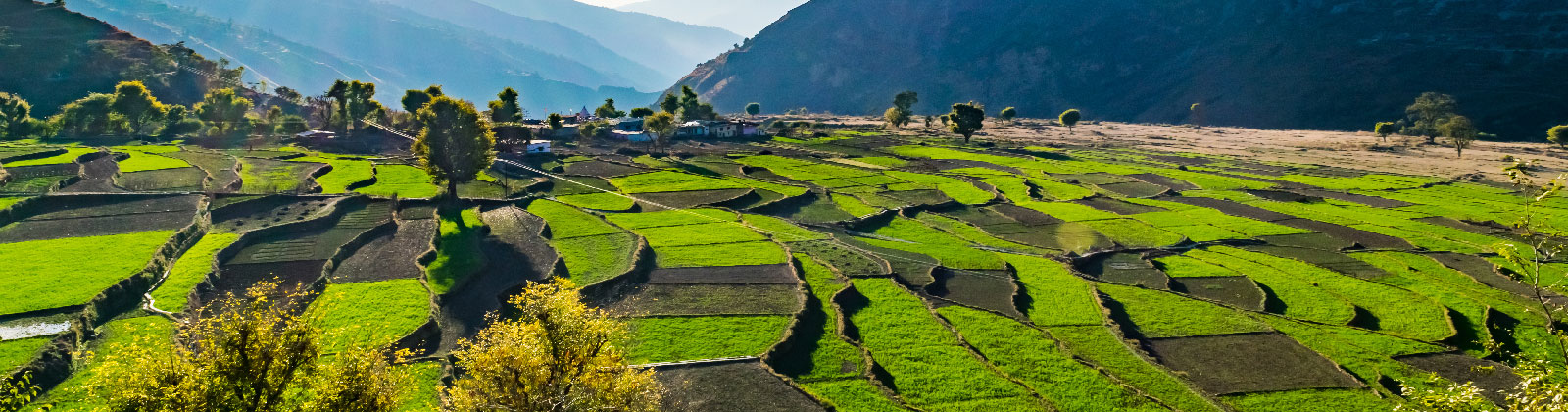 Pantwari-a-Himalayan-village-in-Uttarakhand-Village-Tourism