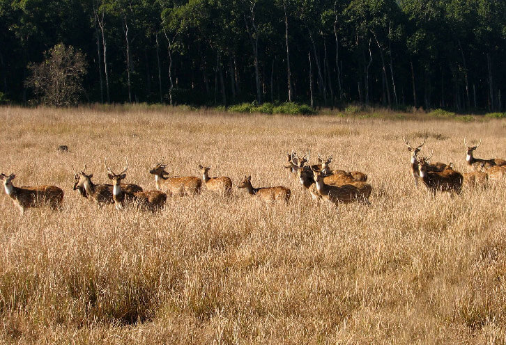 Raja-Ji-National-Park