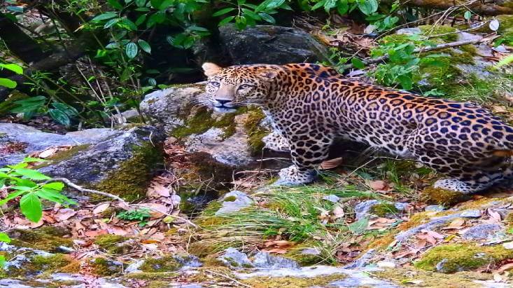 Kedarnath Wildlife Sanctuary